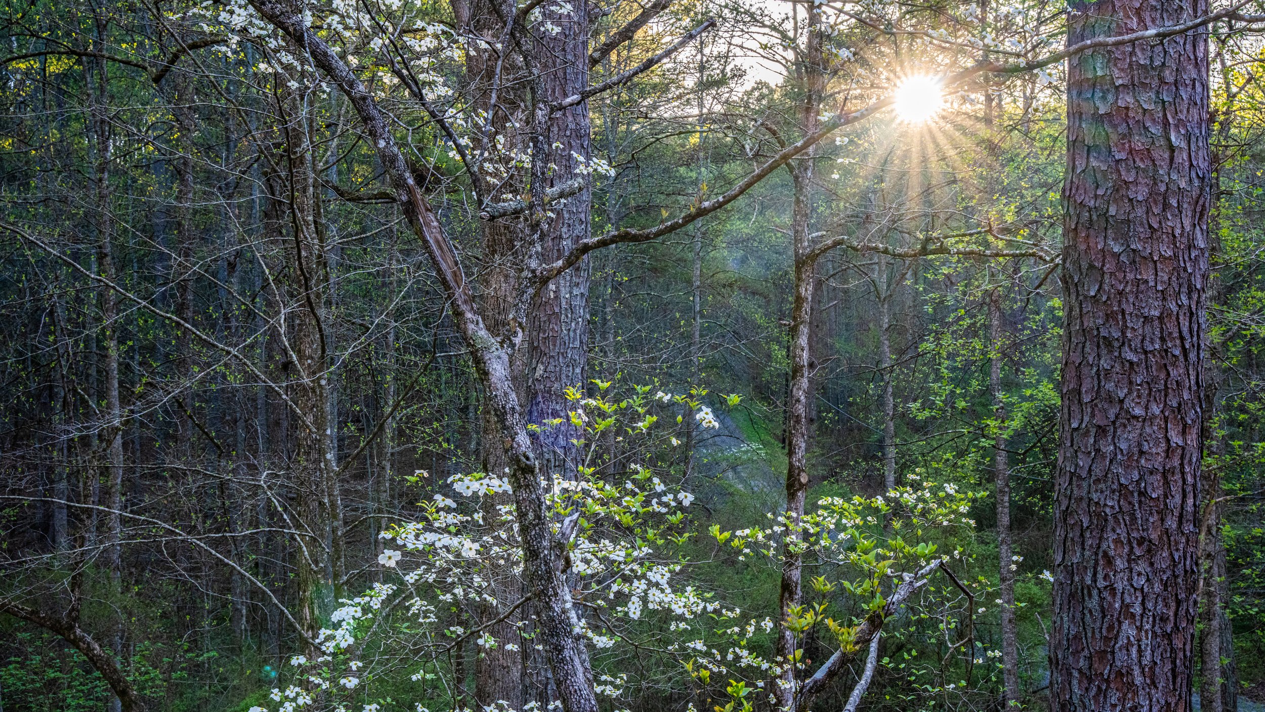 The Cabin — CAMP LITTLE CREEK CABIN